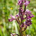 P5184854